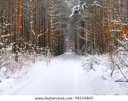winter forest, when it is snowing