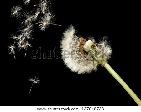 Dandelion with flying seeds
