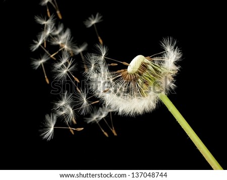 Overblown dandelion and flying seeds