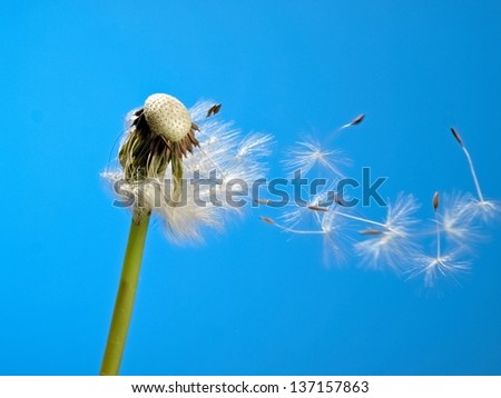 Overblown dandelion with flying seeds
