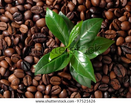 Coffee leafs and beans