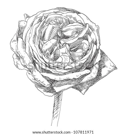 a drawn rose