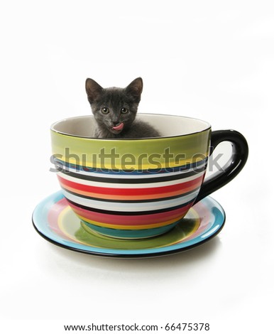 stock-photo-small-gray-kitten-in-a-large-tea-cup-or-mug-66475378.jpg