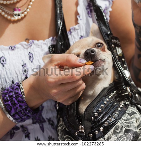 chihuahua dog sits in a shoulder bag of a woman and gets a treat