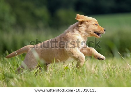 Golden Retriever puppy runs over the meadow