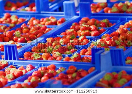 red strawberries in blue fruit crates
