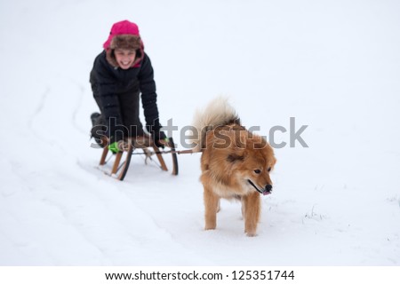 winter scene with a cute Elo dog pulling a laughing girl on a sleigh