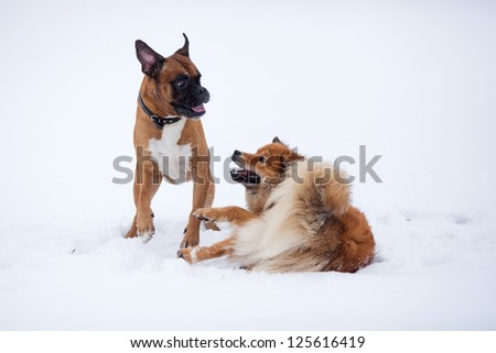 boxer dog and Elo dog play in the snow