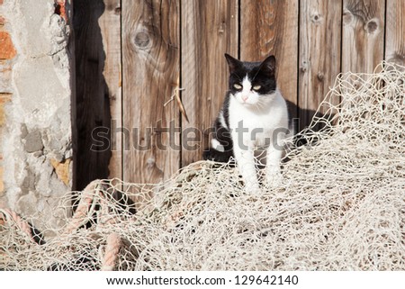 stray cat sitting on a fishing net on the island Burano near Venice