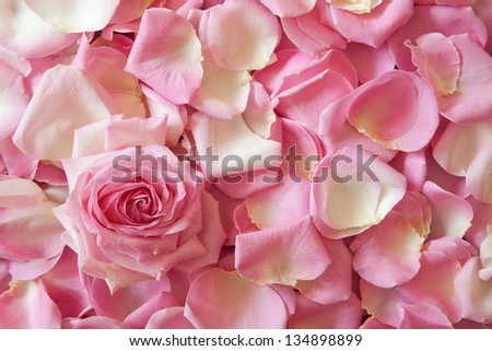 background picture of pink rose petals