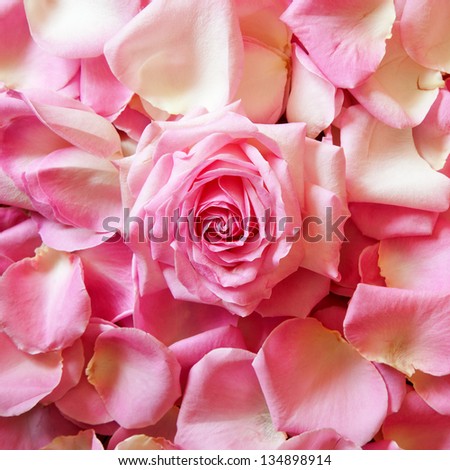 square background picture of pink rose petals with a rose bloom in the middle