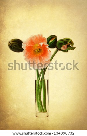 vintage style picture of poppy flowers in a vase on white background