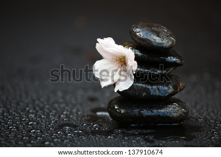 pile of massage stones with a cherry blossom on a wet black surface