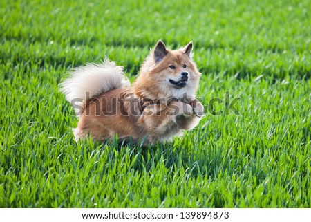 cute Elo dog jumps in a corn field