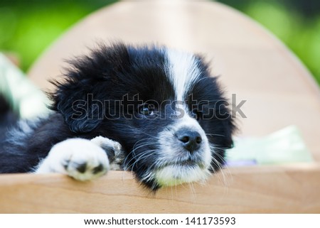 cute Elo puppy lies in a small bed and hangs out with the head