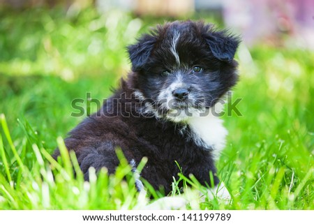 cute Elo puppy sits on the meadow