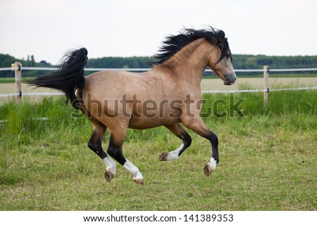 beautiful Welsh Cob pony runs over the field
