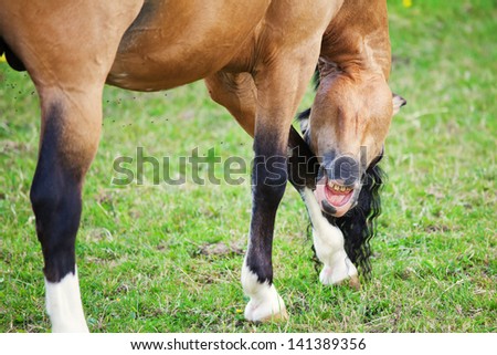 Welsh Cob pony is scratching itself with the head at the leg