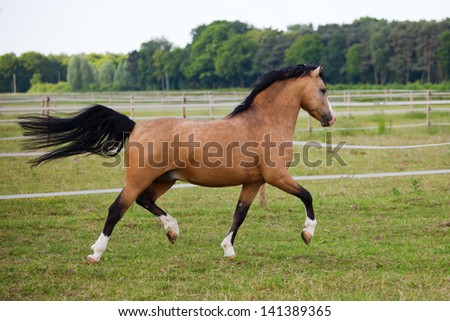 Welsh Cob pony runs over the field