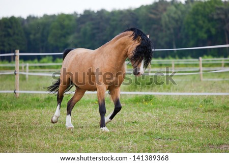beautiful Welsh Cob pony on the field