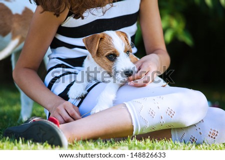 cute Parson Russell Terrier puppy sits on the legs of a young girl