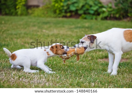 Parson Russell Terrier adult and puppy playing with a soft toy