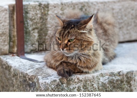 beautiful cat on old stairs of a mediterranean village