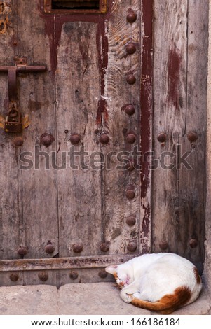 cute sleeeping cat in front of an antique door in Morocco
