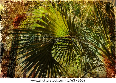 palm fronds in a palm forest with grunge texture