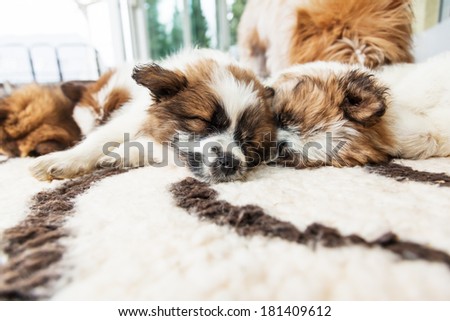 cute Elo puppies sleeping