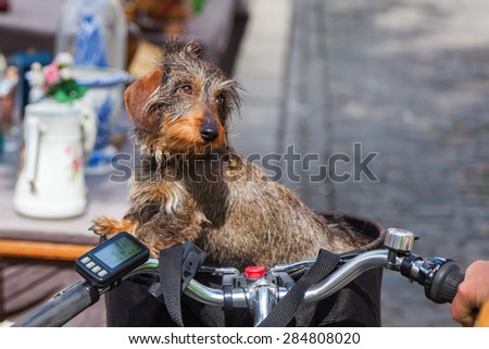 dachshund bicycle basket