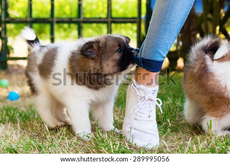 cute puppy bites in the trouser of a young girl