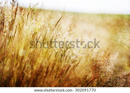 vintage textured picture of a meadow with blowing grass ears