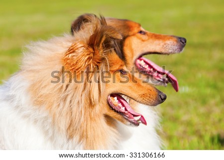 two Collie dogs side by side