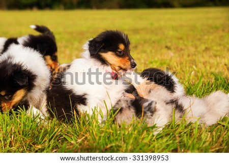 group of cute Collie puppies on the meadow