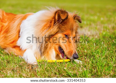 Collie dog gnawing at a frisbee