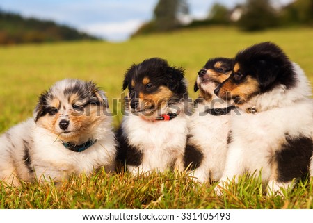 group of cute Collie puppies on the meadow