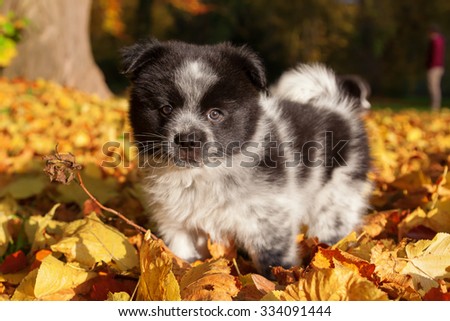 cute Elo dog in the park with autumn leaves