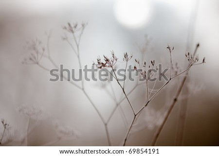 withered plants in wintry fog