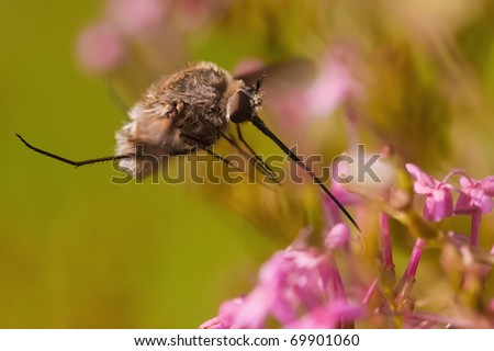 bee fly is sucking nectar from a flower