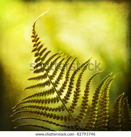 one fern frond in a square format
