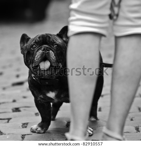 black and white picture of an french bulldog looking up to his master