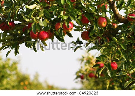 apple tree in an orchard