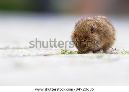 cute mouse sitting on the street