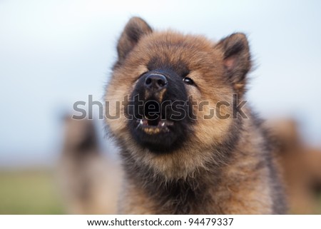 Eurasier Puppy