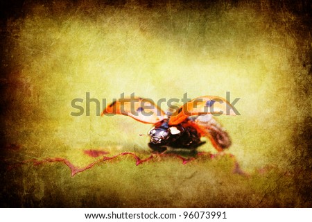 grunge textured picture of a lady bird starting to fly
