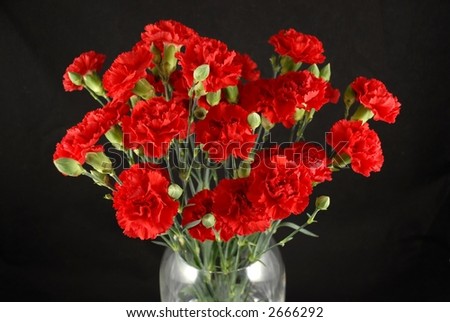 Beautiful red carnations in a vase on a black background