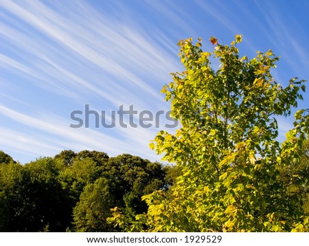 View of late summer trees with streaky clouds in blue sky.