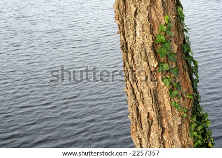 Tree trunk with English Ivy vine growing up the trunk.  The blue water of Silver Lake in Dover, Delaware, is in the background and provides copyspace.