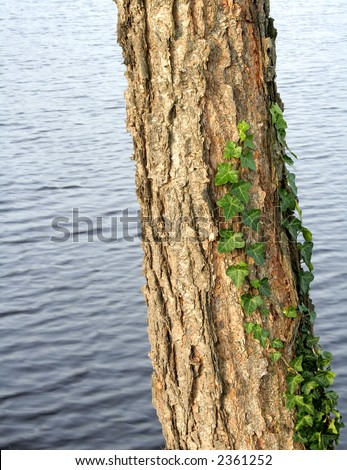 Tree trunk with English Ivy vine growing up the trunk.  The blue water of Silver Lake in Dover, Delaware, is in the background.